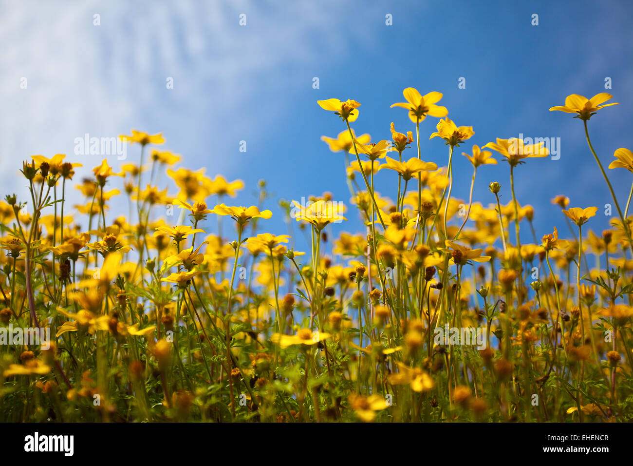 Blumen auf Sommerwiese Stockfoto