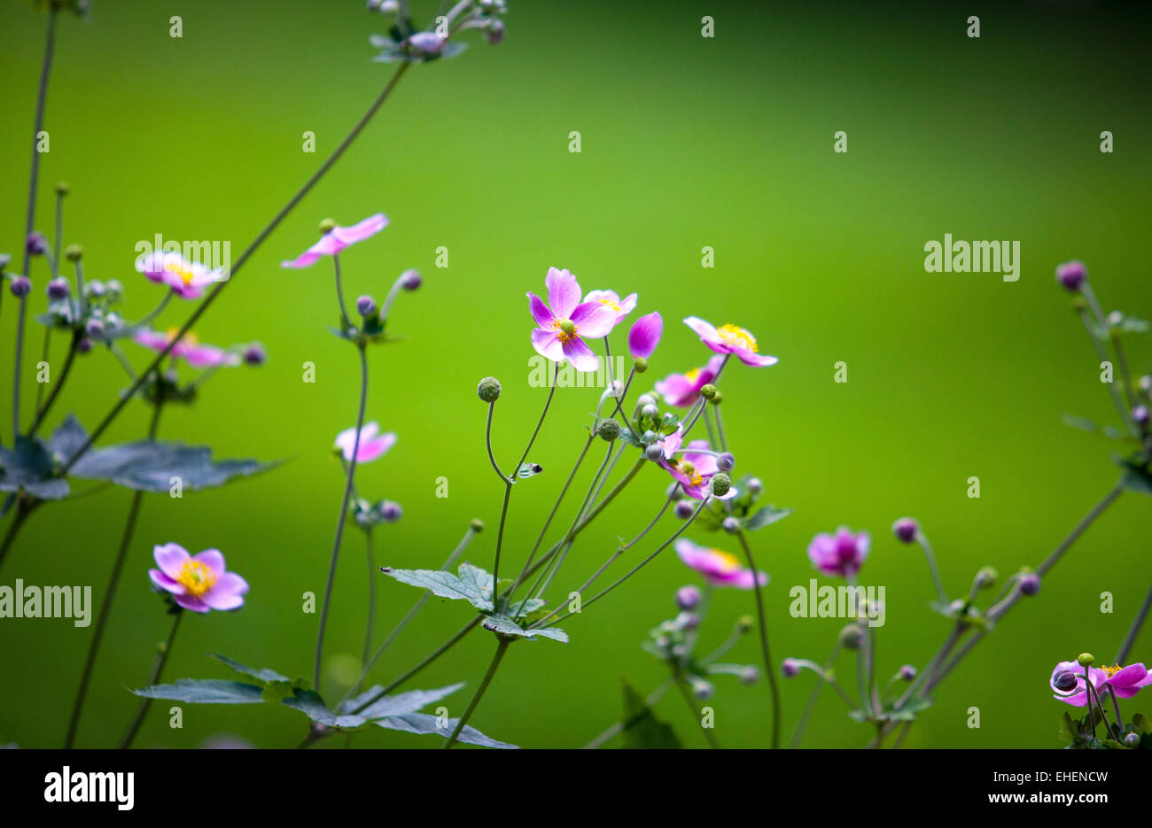 Blumen auf Sommerwiese Stockfoto