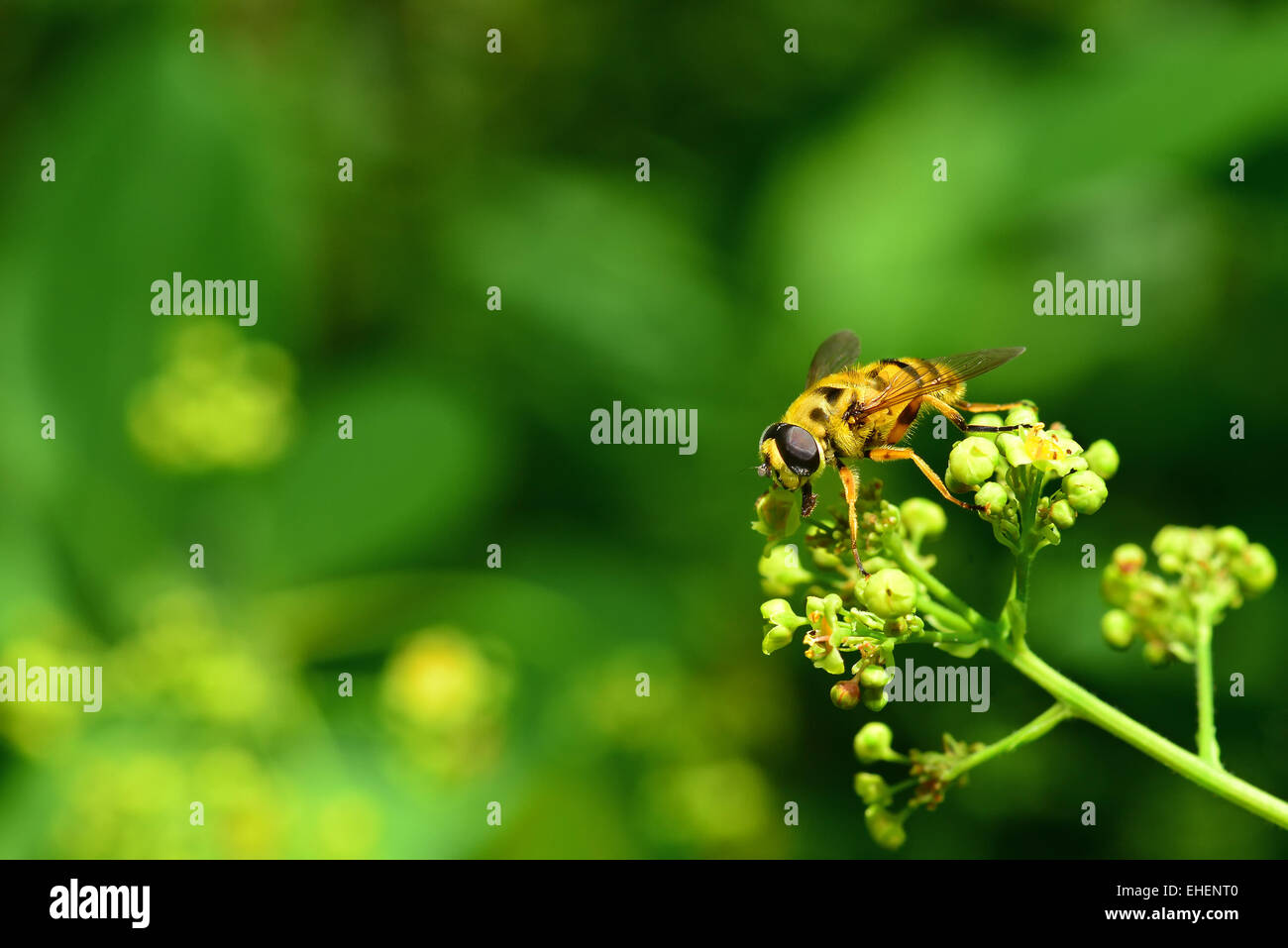 Fliegende Biene Stockfoto