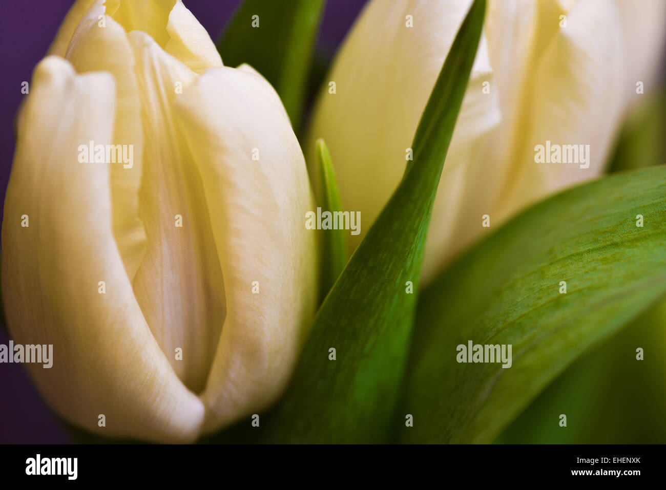 Weiße Tulpe mit grünen Blätter in natürlichem Licht Stockfoto