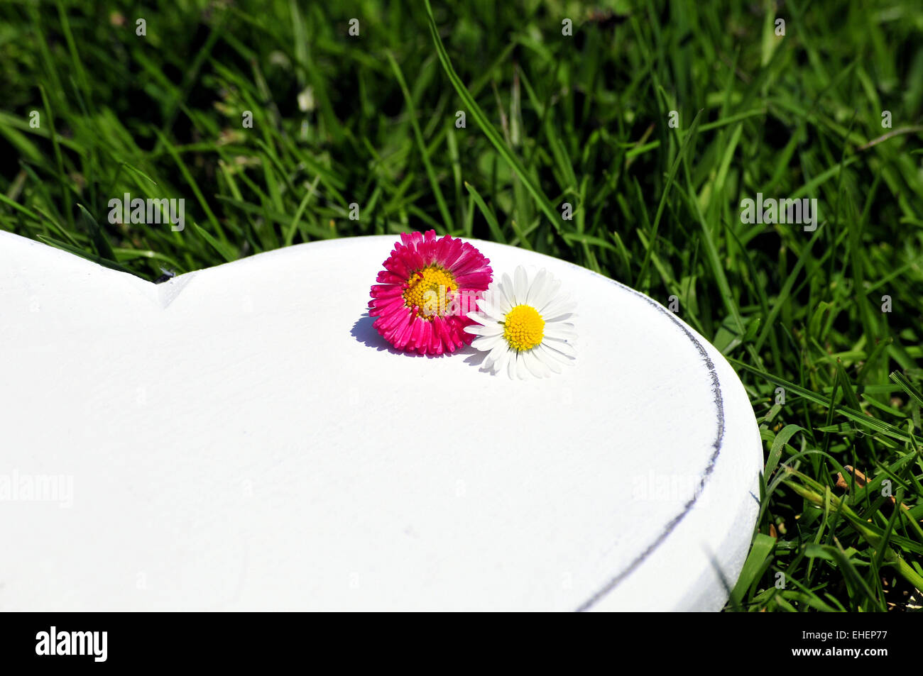 Liebe Herz Wiesenblumen Stockfoto