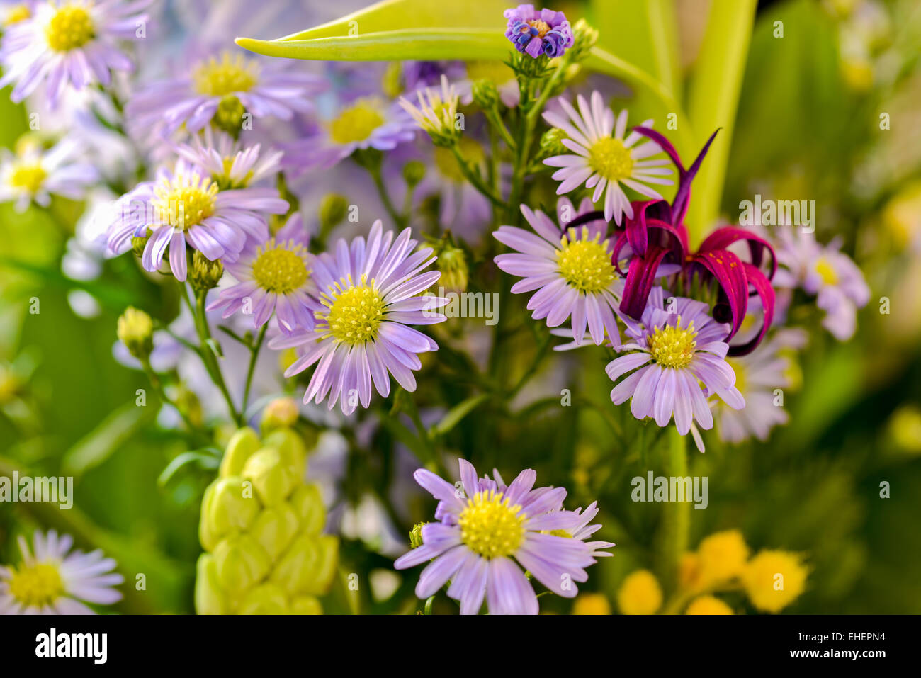 Farbenfrohe Wildblumen Stockfoto