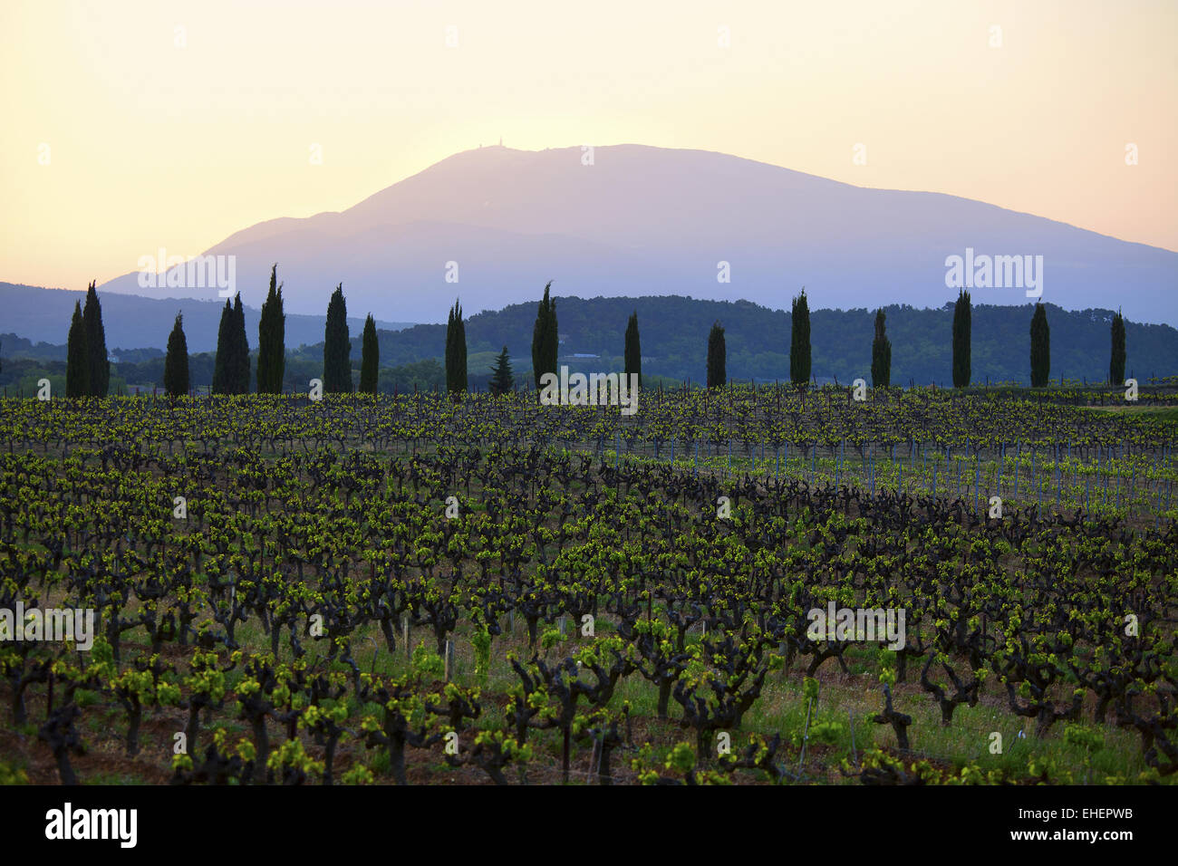 Weinberge und dem Mont Ventoux im Morgengrauen, Provence Stockfoto