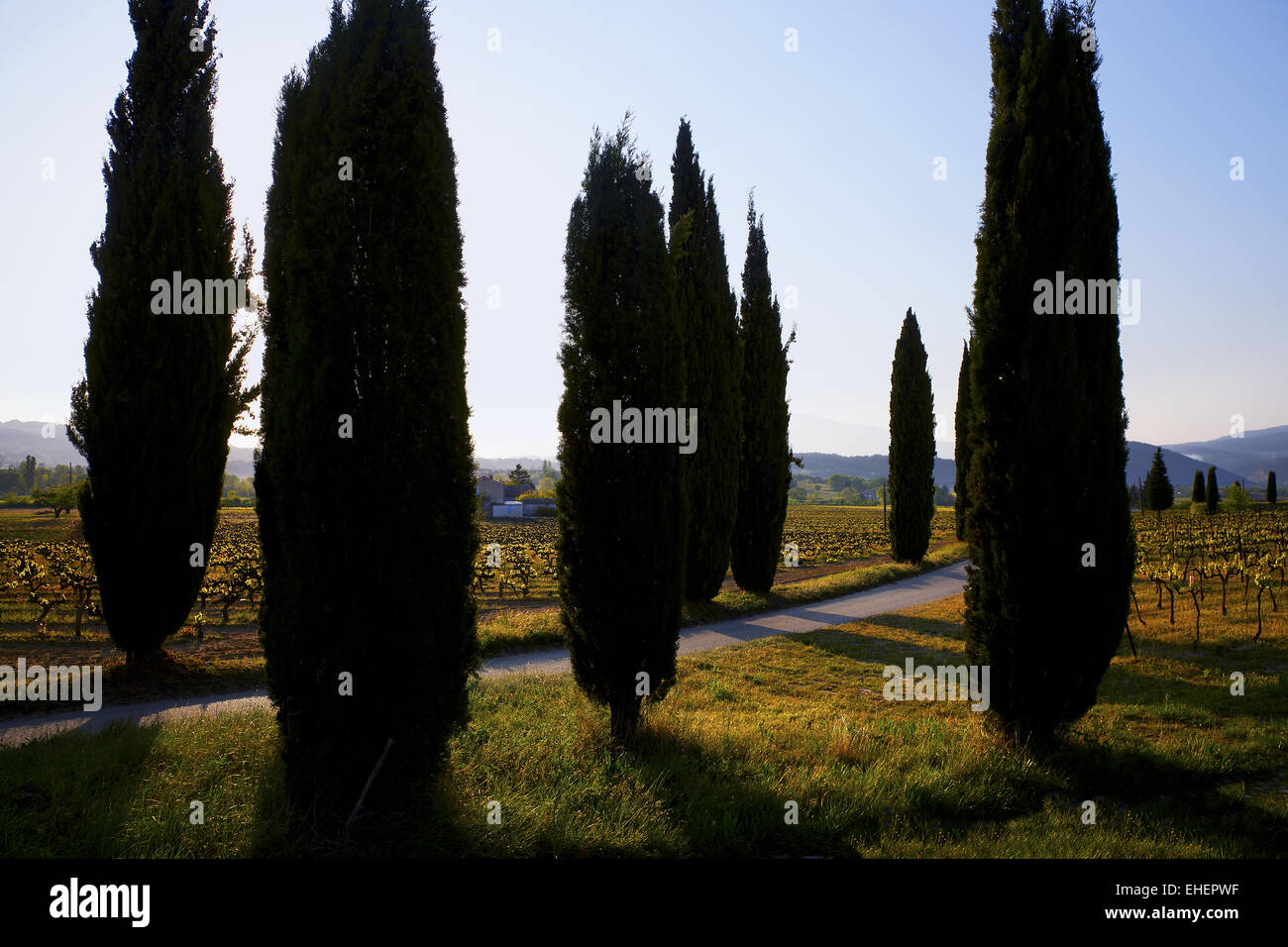 Weinbergen der Côtes du Rhône Dörfer Provence Stockfoto
