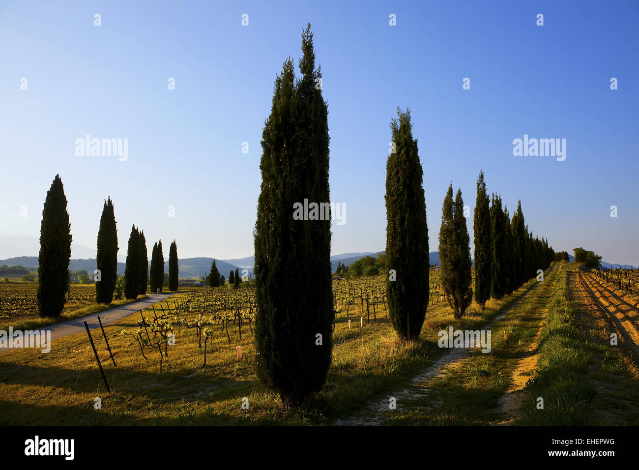 Weinbergen der Côtes du Rhône Dörfer Provence Stockfoto