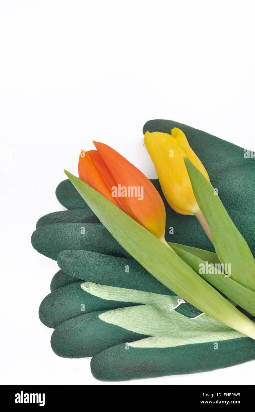 Tulpen im Garten-Handschuhe isoliert auf weißem Hintergrund Stockfoto