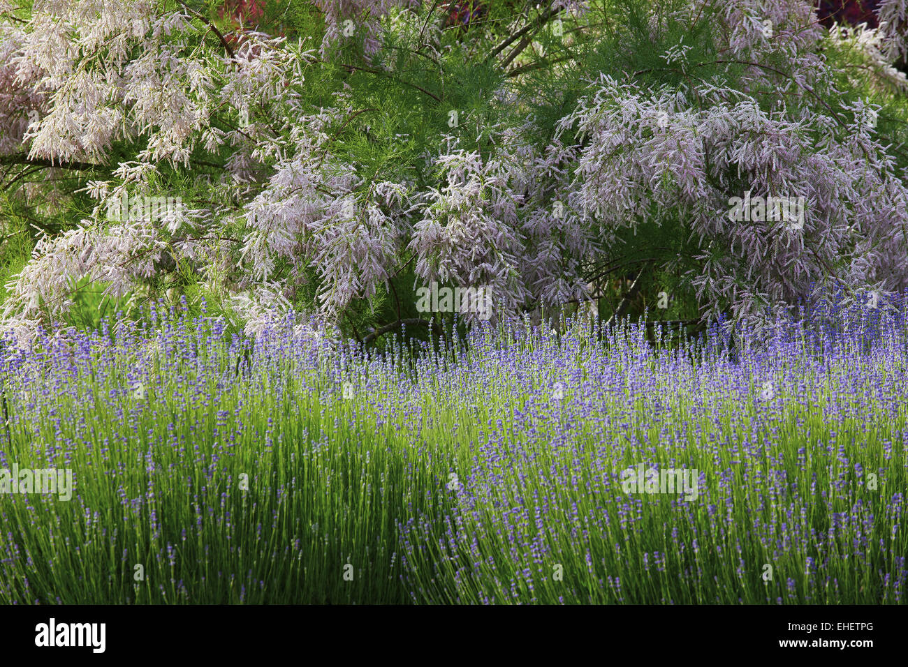Lavendel und Tamariske Stockfoto