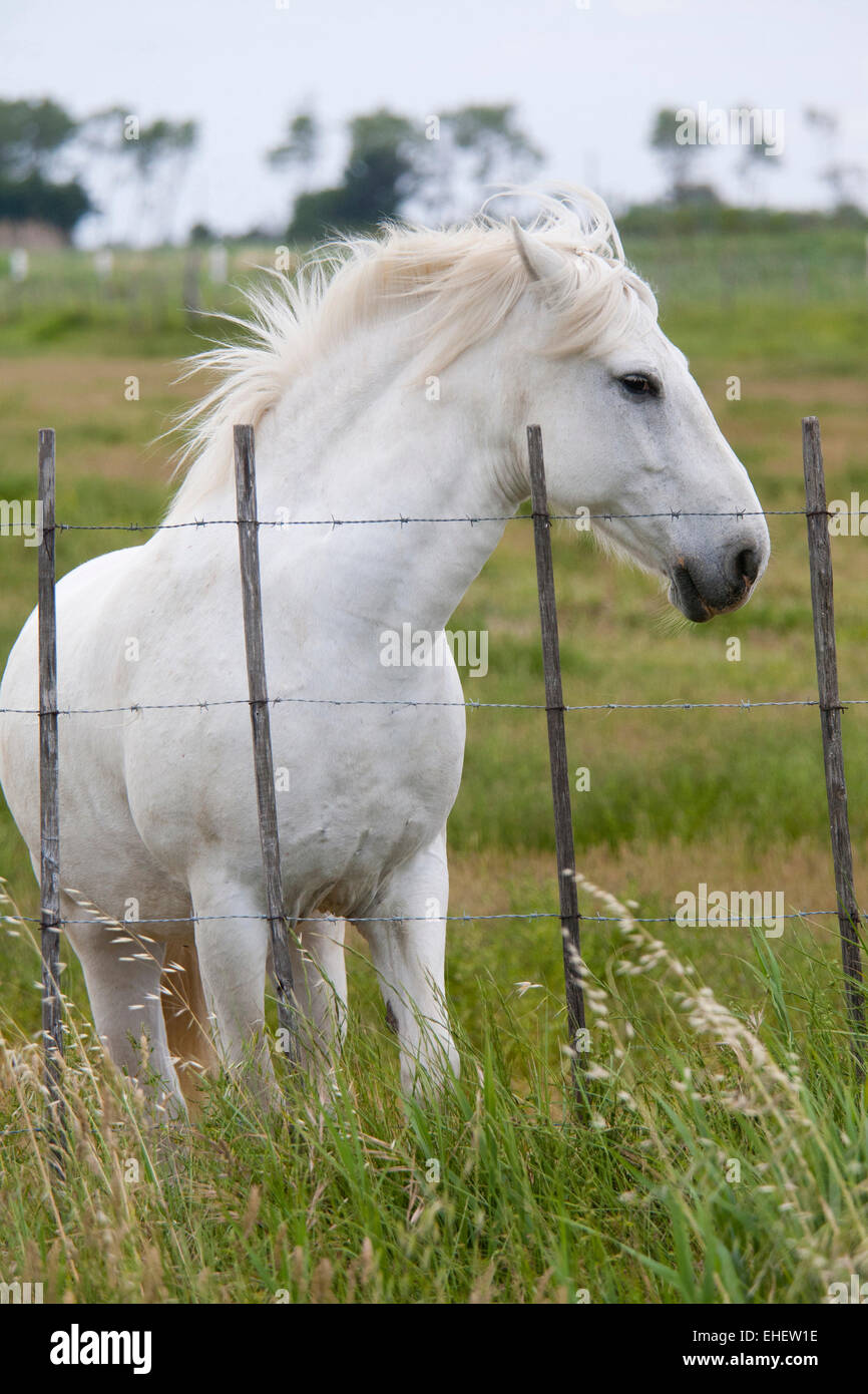 weißes Pferd, Camargue, Provence, Frankreich Stockfoto