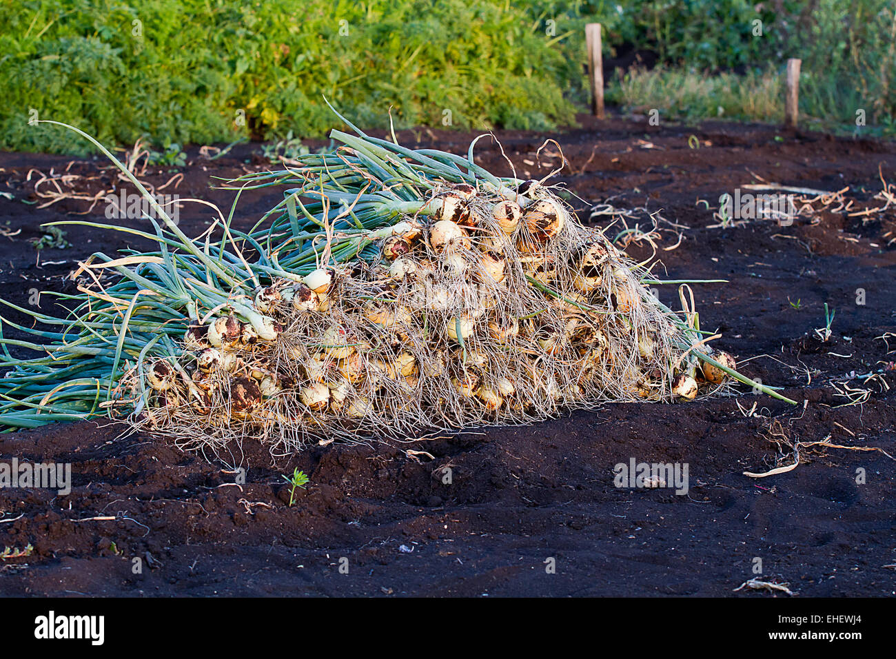 Zwiebeln-Ernte auf einem Feld Stockfoto