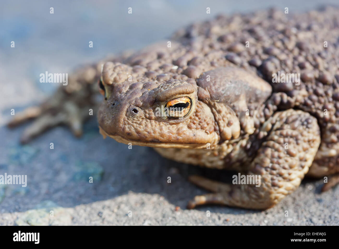 Große Kröte Nahaufnahme mit selektiven Fokus auf Auge Stockfoto