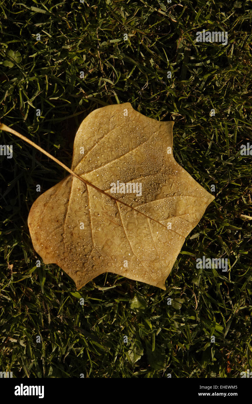 Blatt der Tulpenbaum, amerikanischer Tulpenbaum Stockfoto