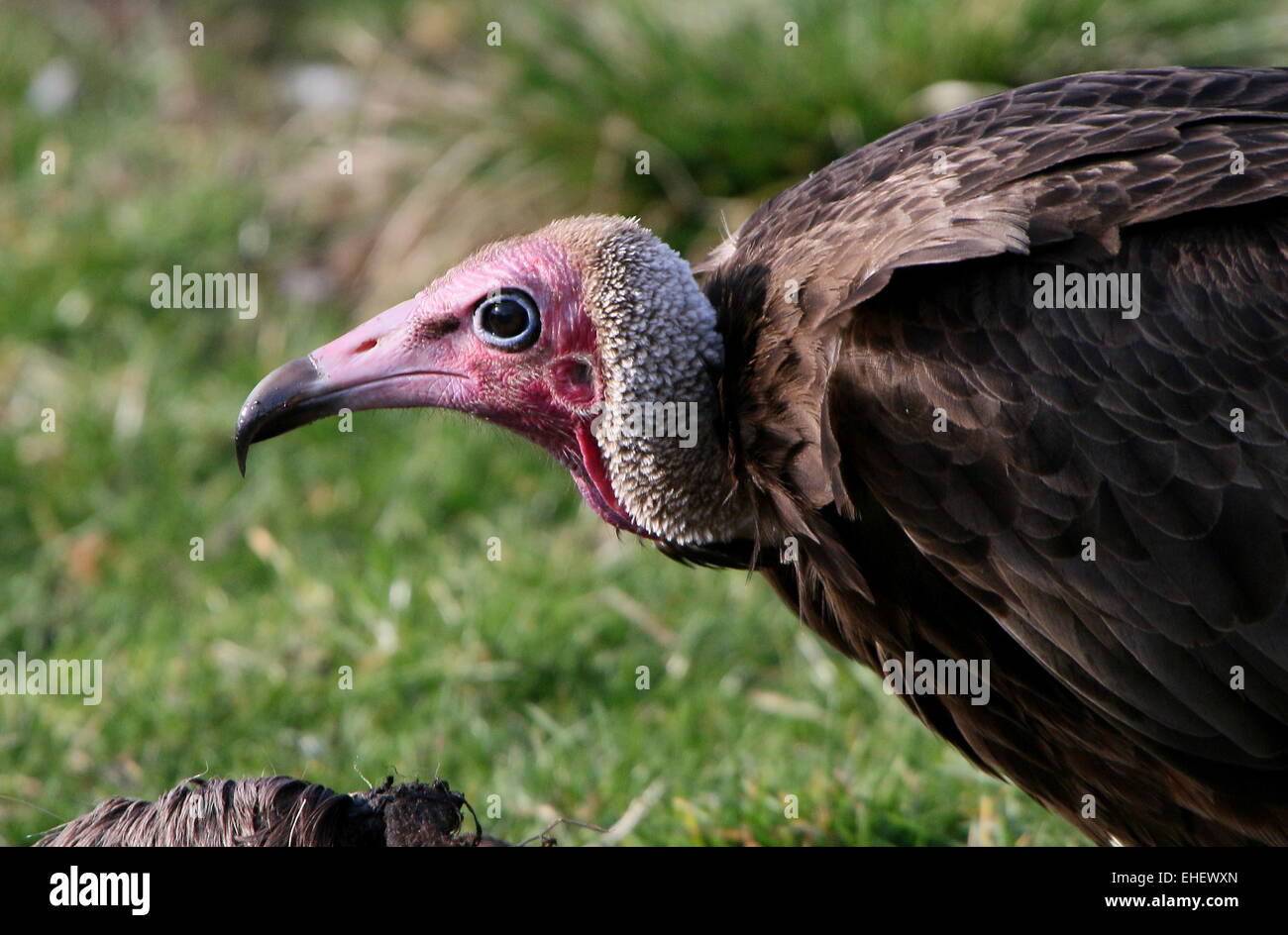 Afrikanische Hooded Vulture (Necrosyrtes Monachus) ernähren sich von einer Karkasse Stockfoto