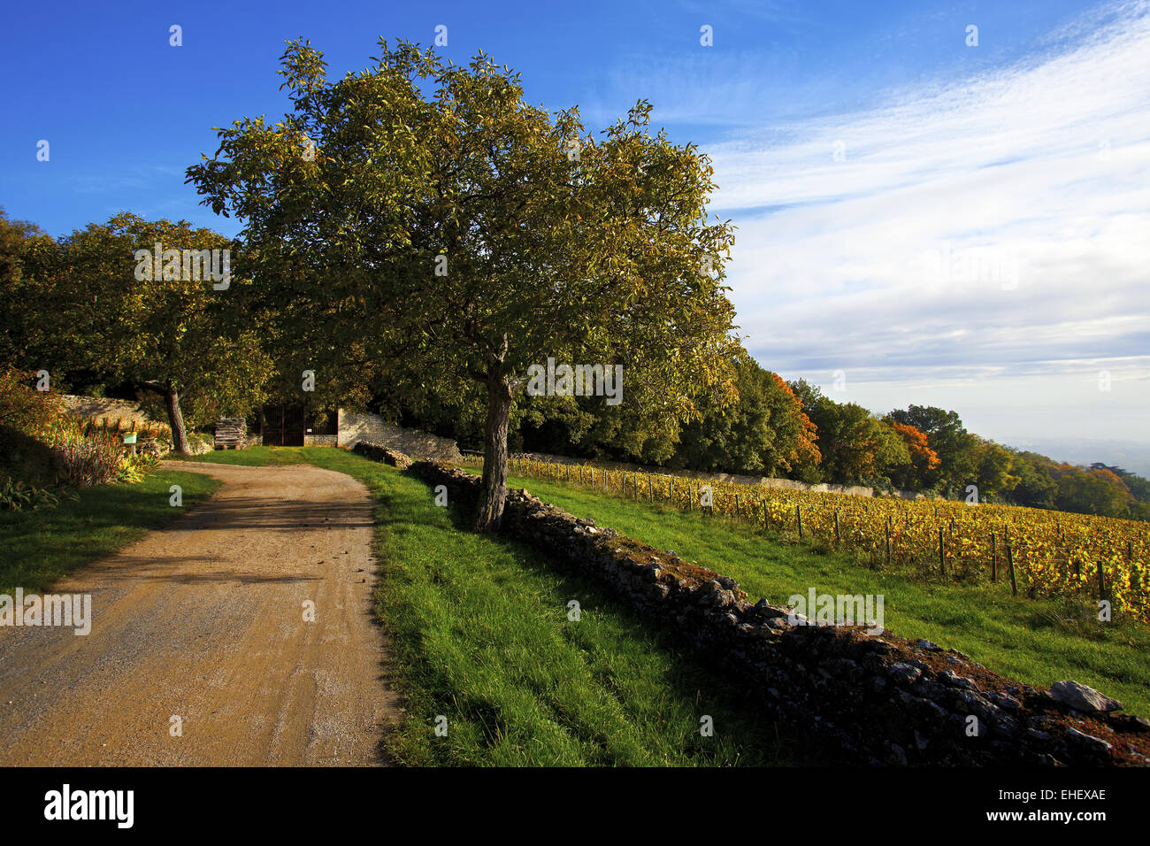 Beaujolais Weinberge, Pommiers, Rhone, Frankreich Stockfoto