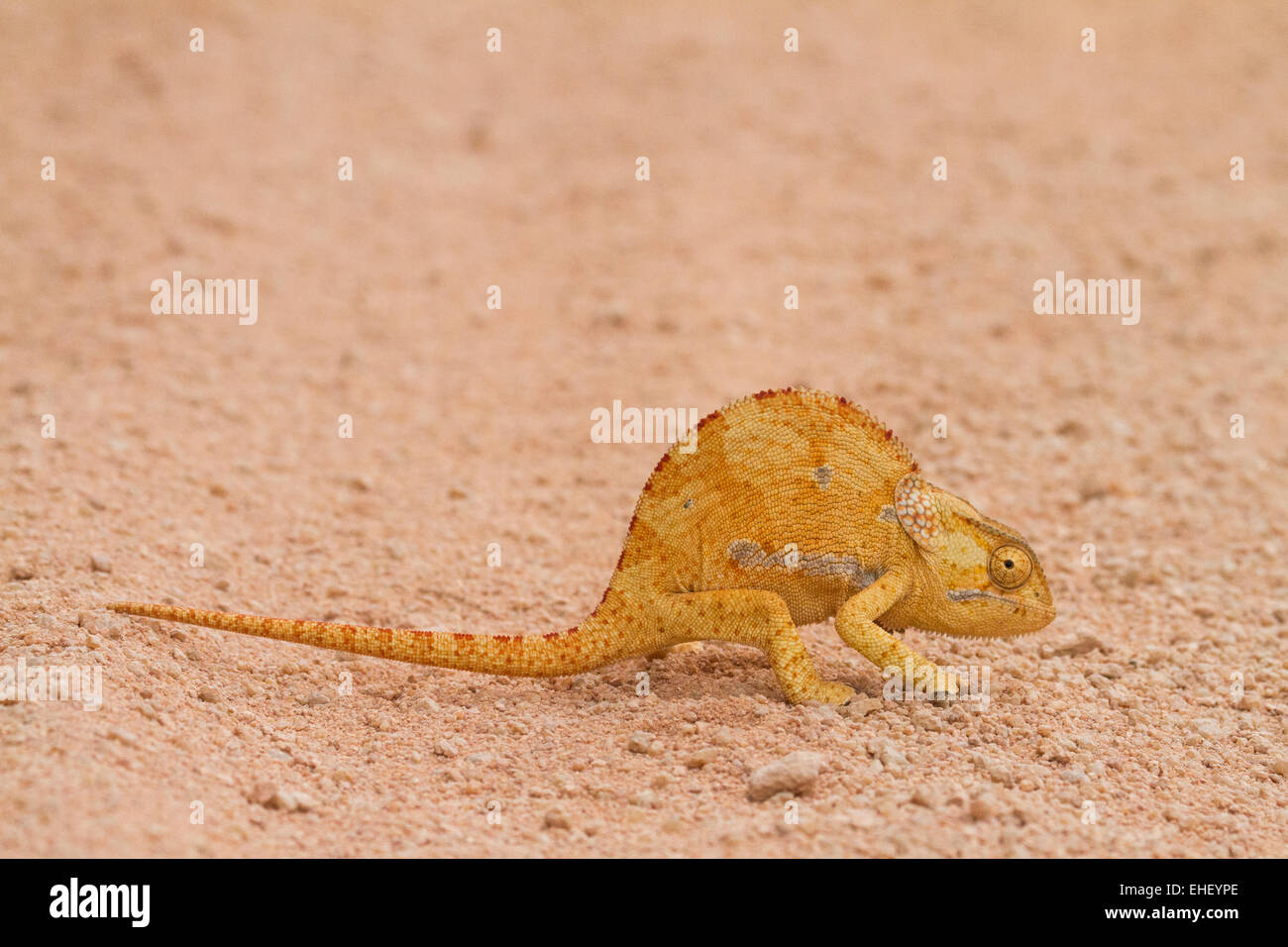 Klappe-necked Chamäleon (Chamaeleo Dilepis) Stockfoto