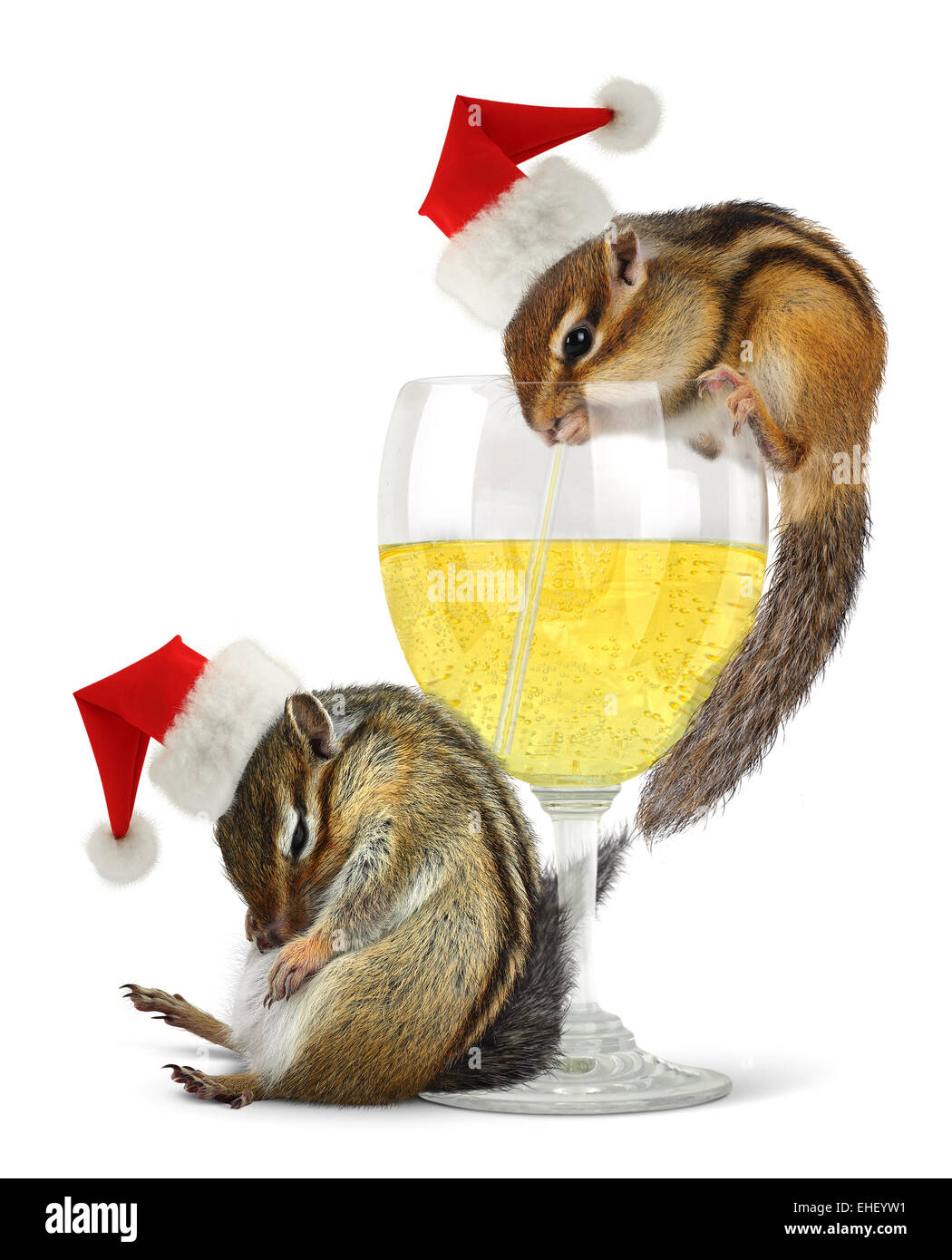 Lustige betrunkene Weihnachtsmänner kleiden Streifenhörnchen Weihnachtsmütze mit Sektglas. Stockfoto