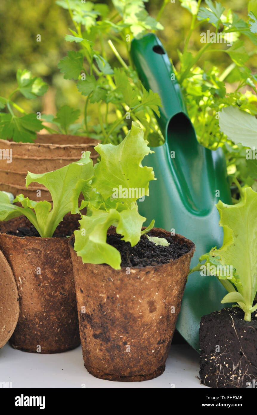 einige Keimling Salat in biologisch abbaubare Töpfe mit Gartenarbeitwerkzeug Stockfoto