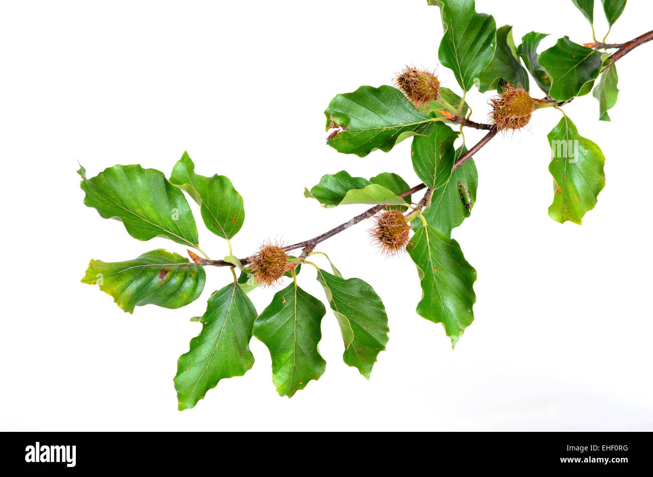 Buche Baum Zweig Herbstblätter Stockfoto