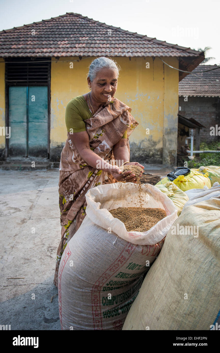Frau mit Pokkali Reis in ihren Händen, Backwaters, Kochi, Kerala, Indien Stockfoto