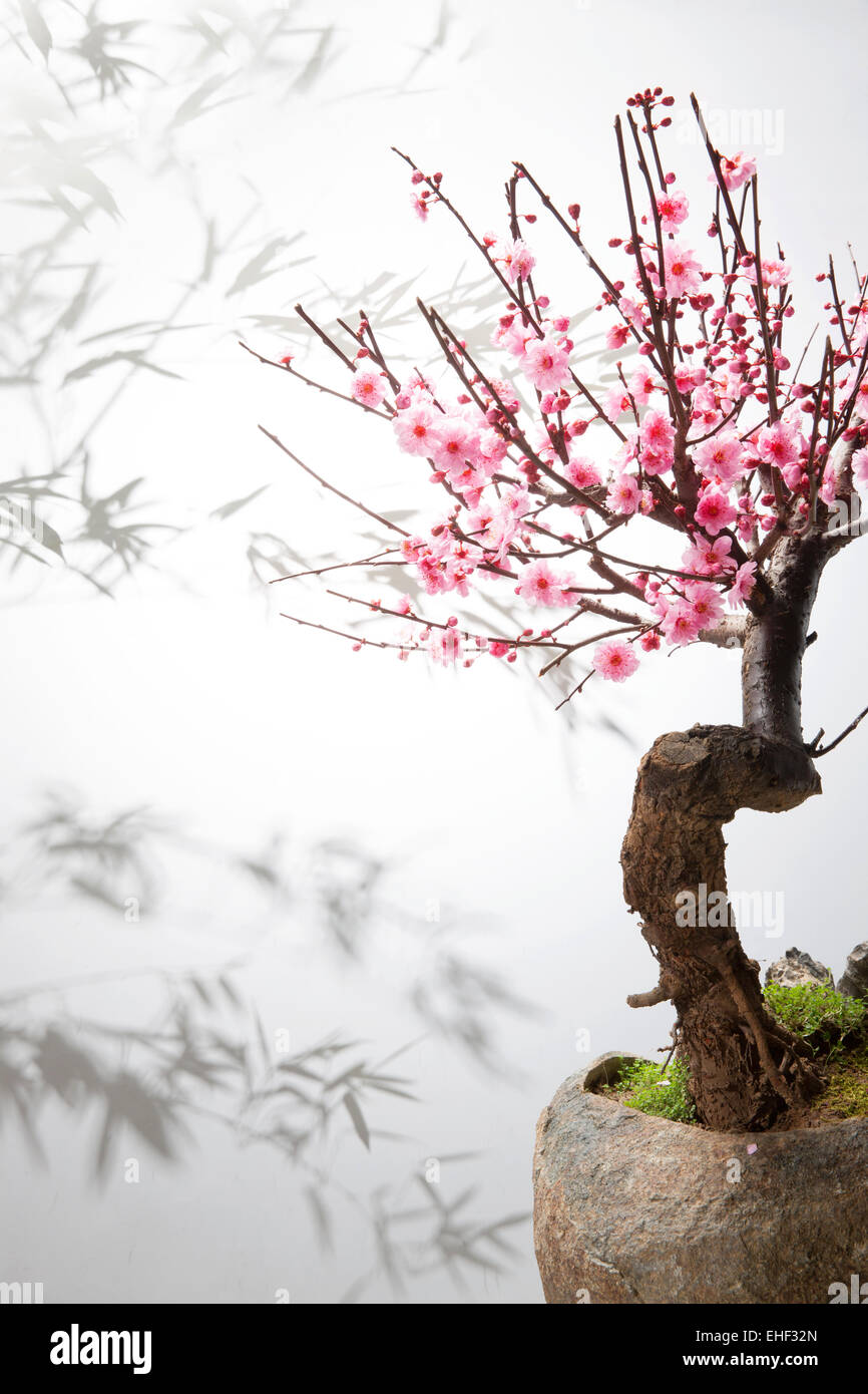 Bonsai pflaume -Fotos und -Bildmaterial in hoher Auflsung  Alamy