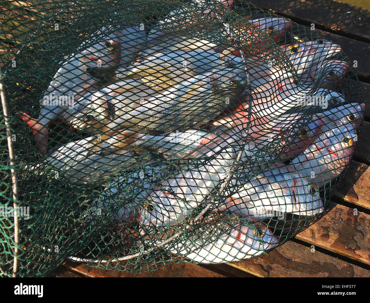 In einem Netz fangfrisch verschiedene Salzwasser Fisch Stockfoto