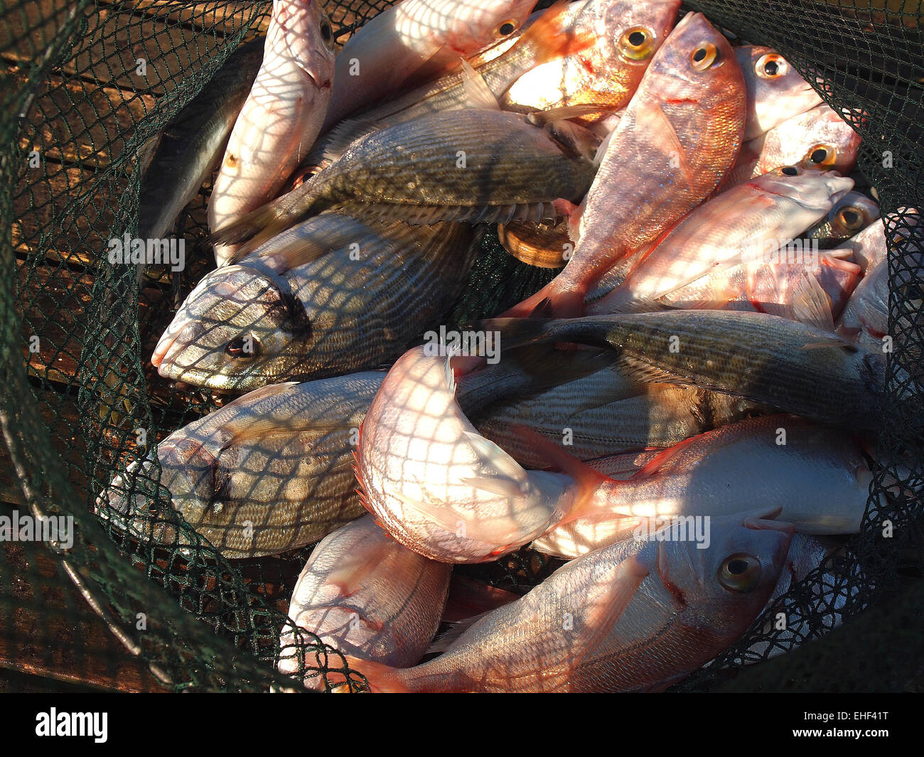 In einem Netz fangfrisch verschiedene Salzwasser Fisch Stockfoto