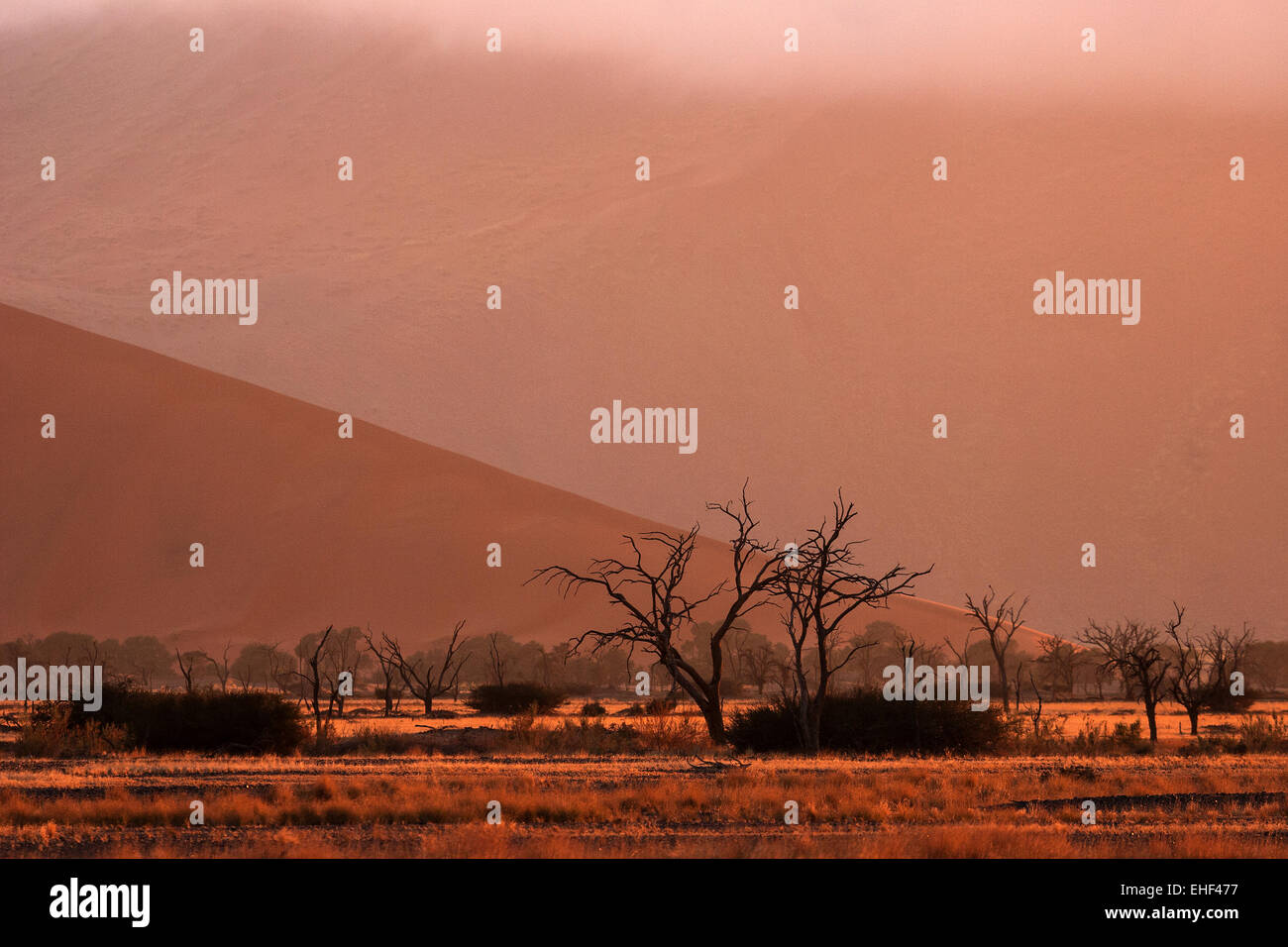 Totes Kamel Dornenbäumen (Vachellia erioloba), Dawn, Sossusvlei, Namib Wüste, Namib-Naukluft-Nationalpark, Namibia Stockfoto
