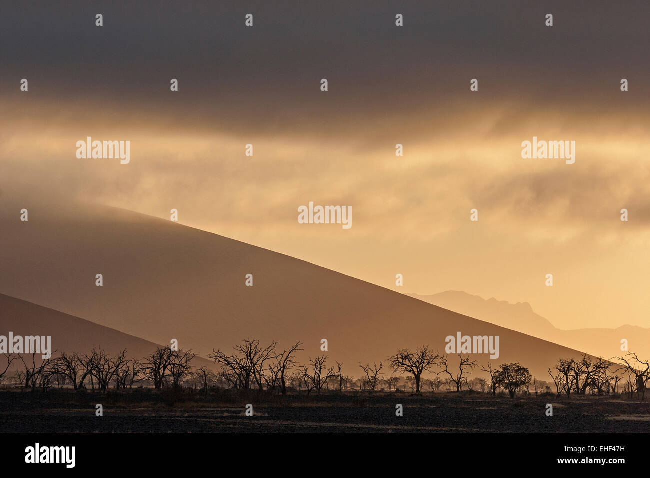 Totes Kamel Dornenbäumen (Vachellia erioloba), erste Morgenlicht, niedrige Wolken, Sossusvlei, Namib Wüste Stockfoto