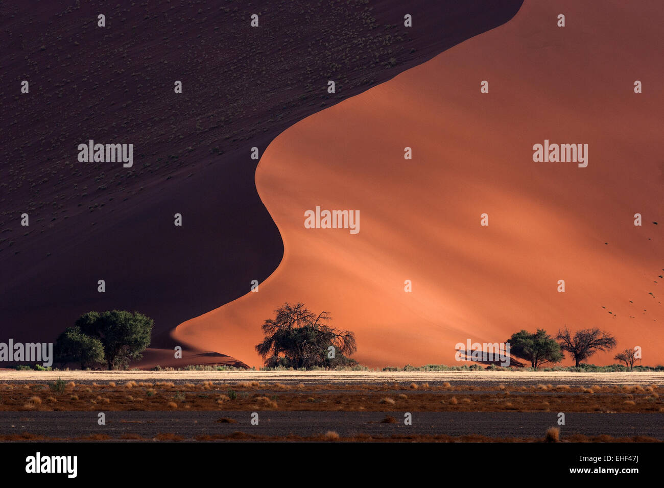 Sand dune, Düne 45, Kamel Dornenbäumen (Vachellia erioloba) an der Vorderseite, Abendlicht, Sossusvlei, Namib Wüste Stockfoto
