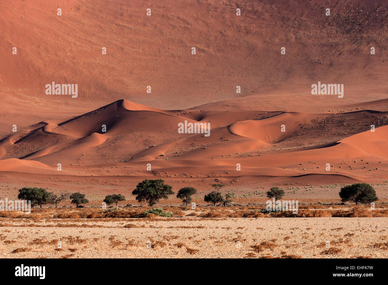 Sanddünen, Kamel Dornenbäumen (Vachellia erioloba) an der Vorderseite, Sossusvlei, Namib Wüste, Namib-Naukluft-Nationalpark, Namibia Stockfoto