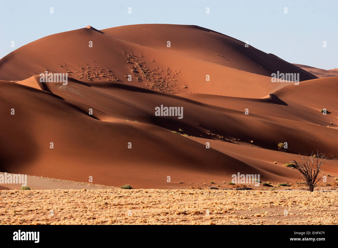 Sanddünen, Sossusvlei, Namib-Wüste, Namib-Naukluft-Nationalpark, Namibia Stockfoto