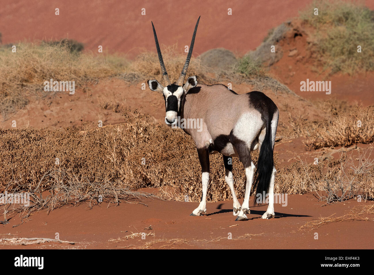 Oryx oder Gemsbuck (Oryx gazella) im Hiddenvlei, Sossusvlei, Namib Wüste, Namib-Naukluft-Nationalpark, Namibia Stockfoto