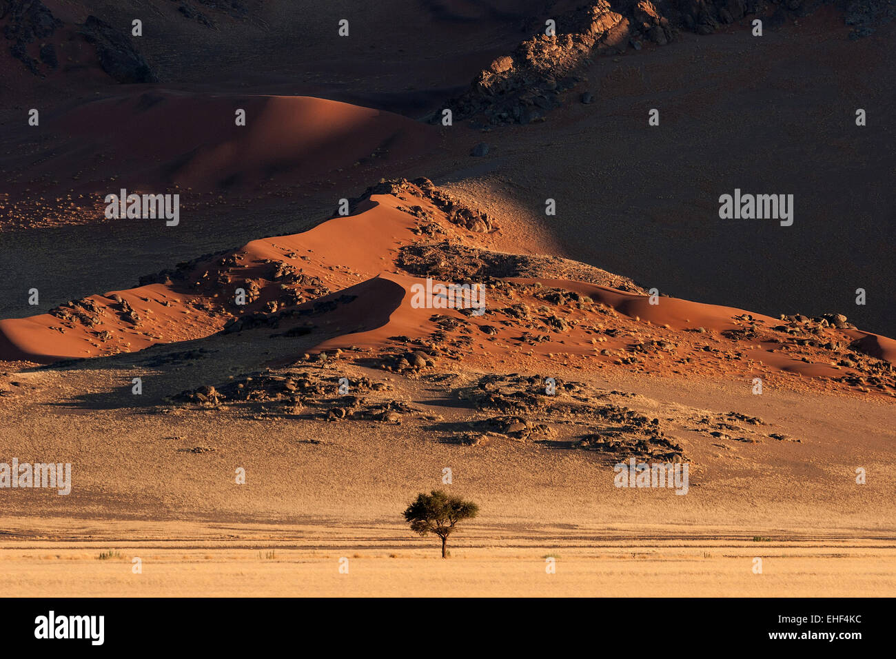 Sanddünen, ein Kamel Thorn Tree (Vachellia erioloba) an der Vorderseite, Abendlicht, Sossusvlei, Namib Wüste Stockfoto