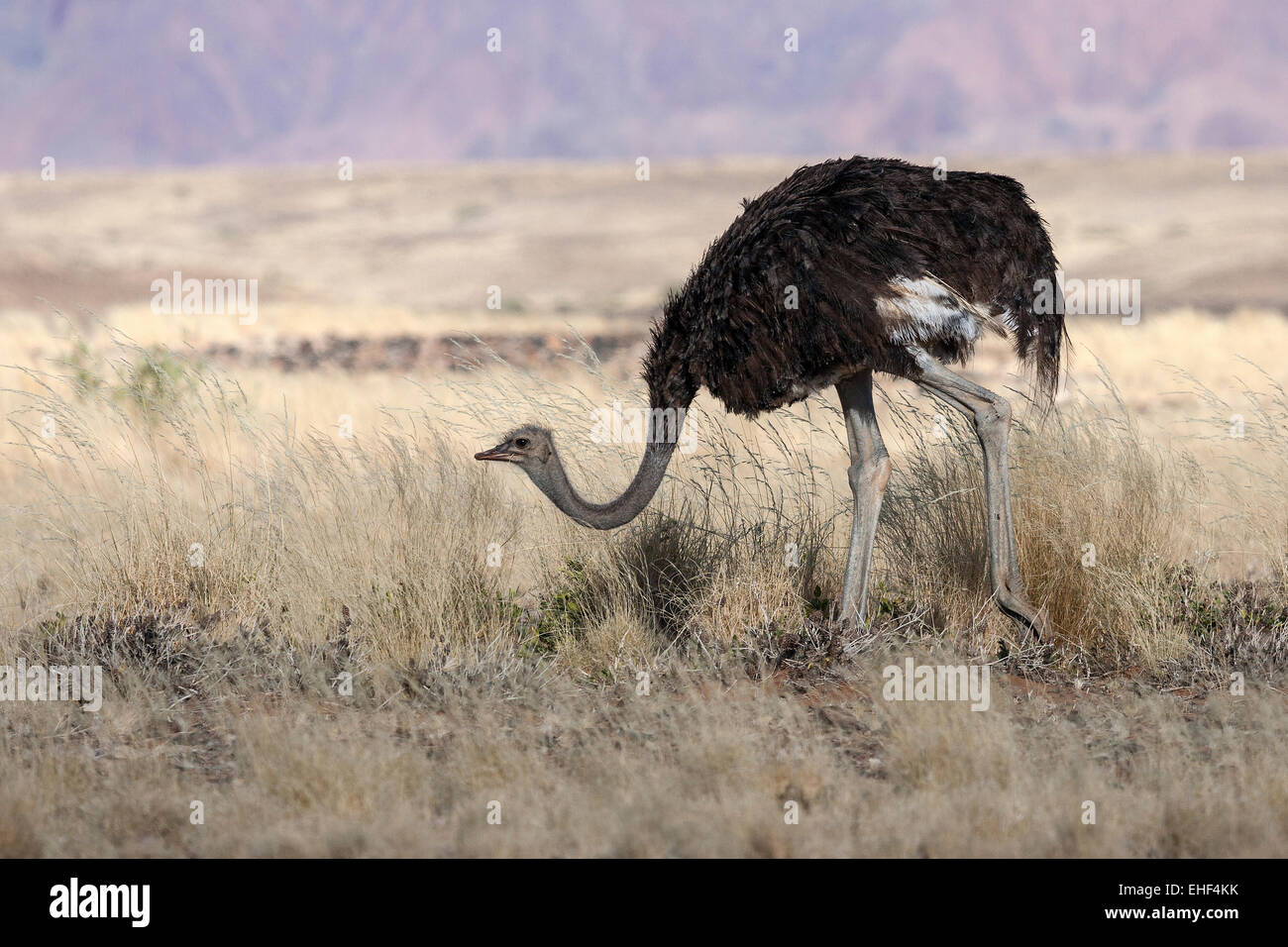 Afrikanischer Strauß (Struthio camelus), Sossusvlei, Namib Wüste, Namib-Naukluft-Nationalpark, Namibia Stockfoto