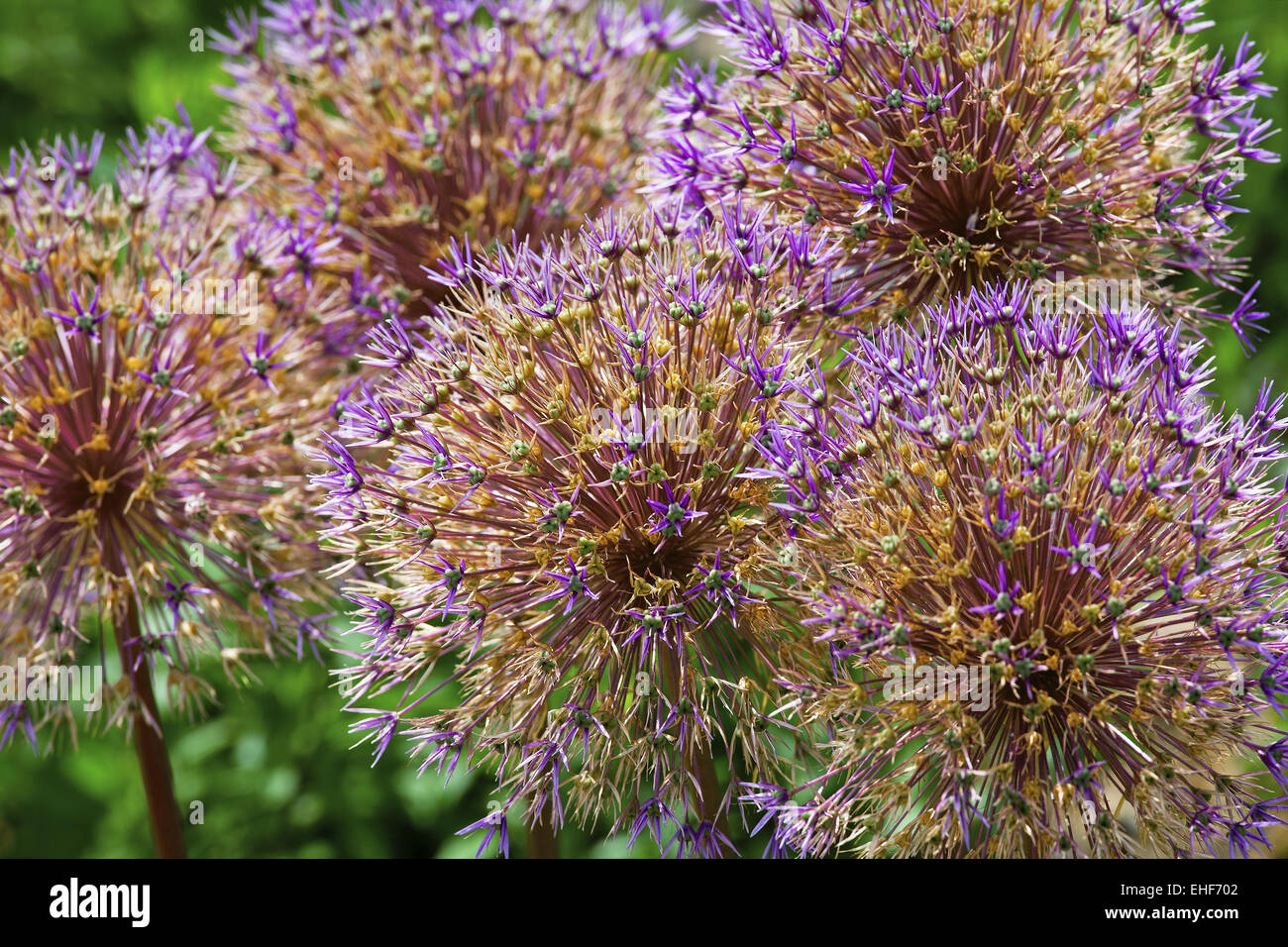 Allium Giganteum, Riesen Zwiebel, Deutschland Stockfoto