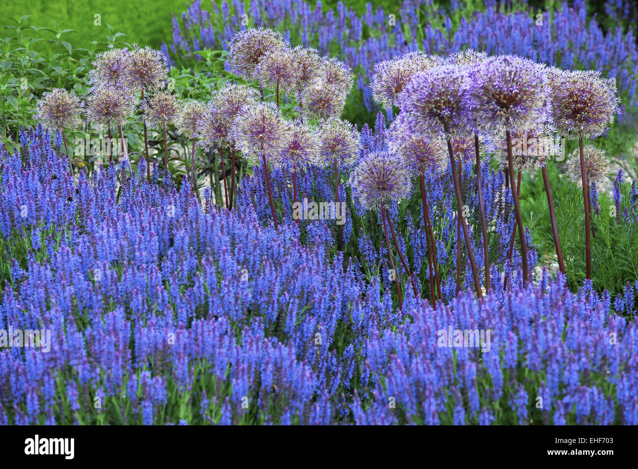 Allium Giganteum, Riesen Zwiebel im Blumenbeet Stockfoto