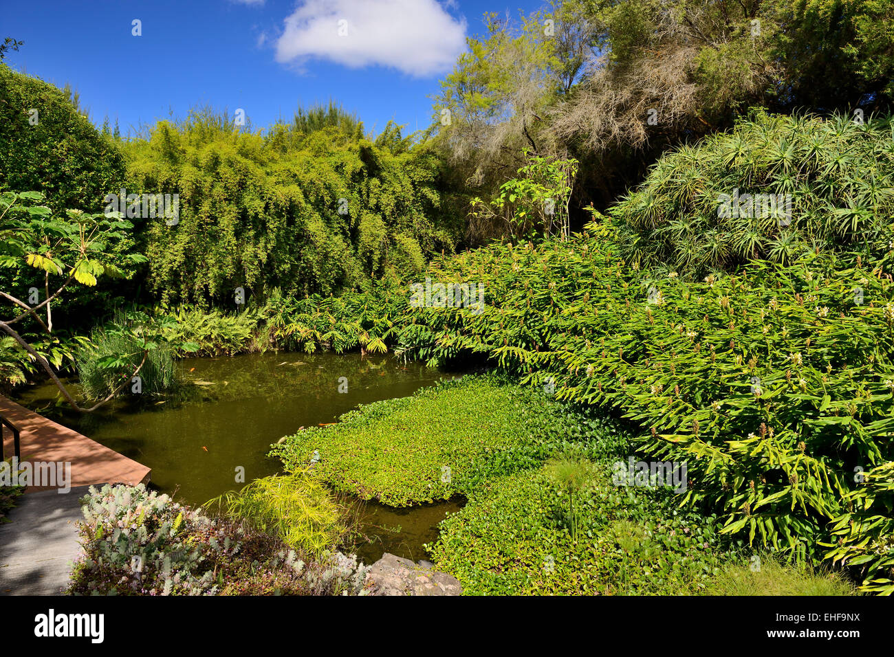 Kula Botanical Garden Kula Maui Hawaii Usa Stockfoto Bild