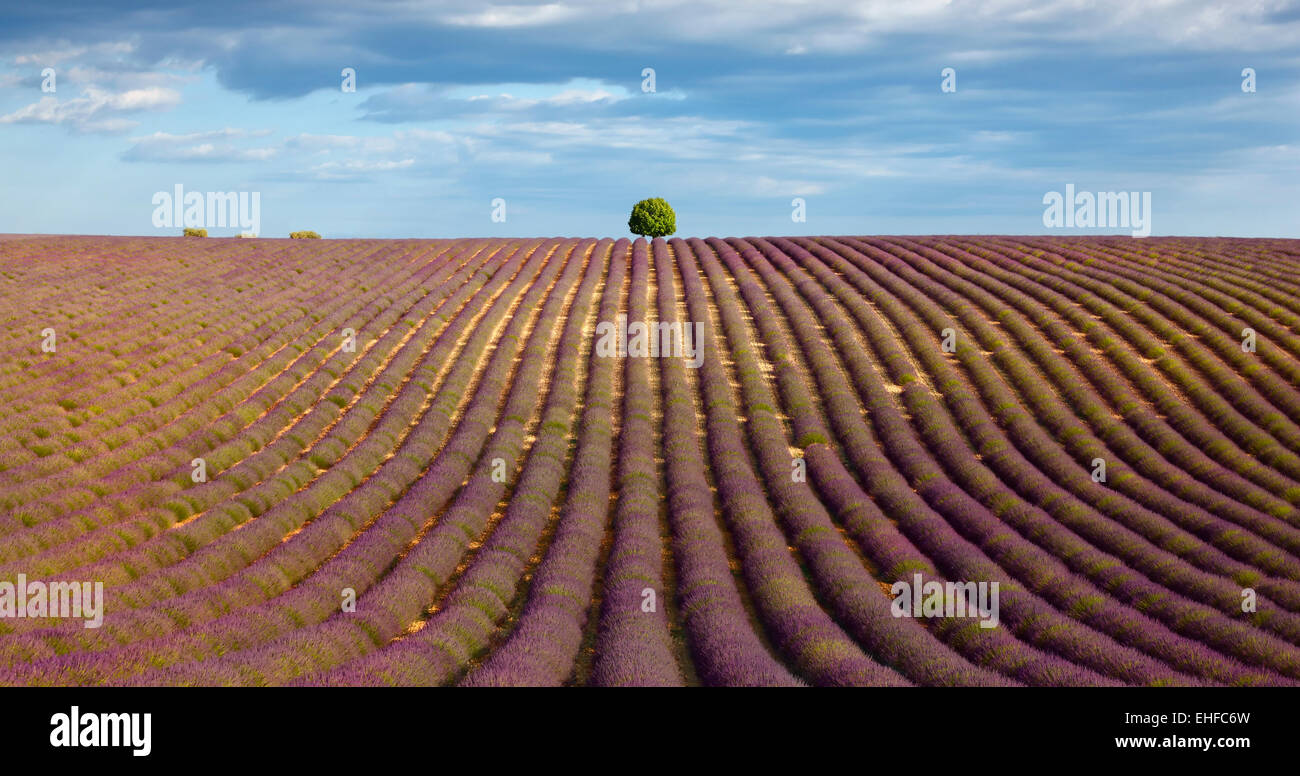 Lavendel-Feld und ein Baum auf dem Hügel. Stockfoto