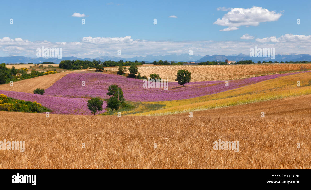 Weizen und Lavendel-Feld in der Provence, Frankreich Stockfoto