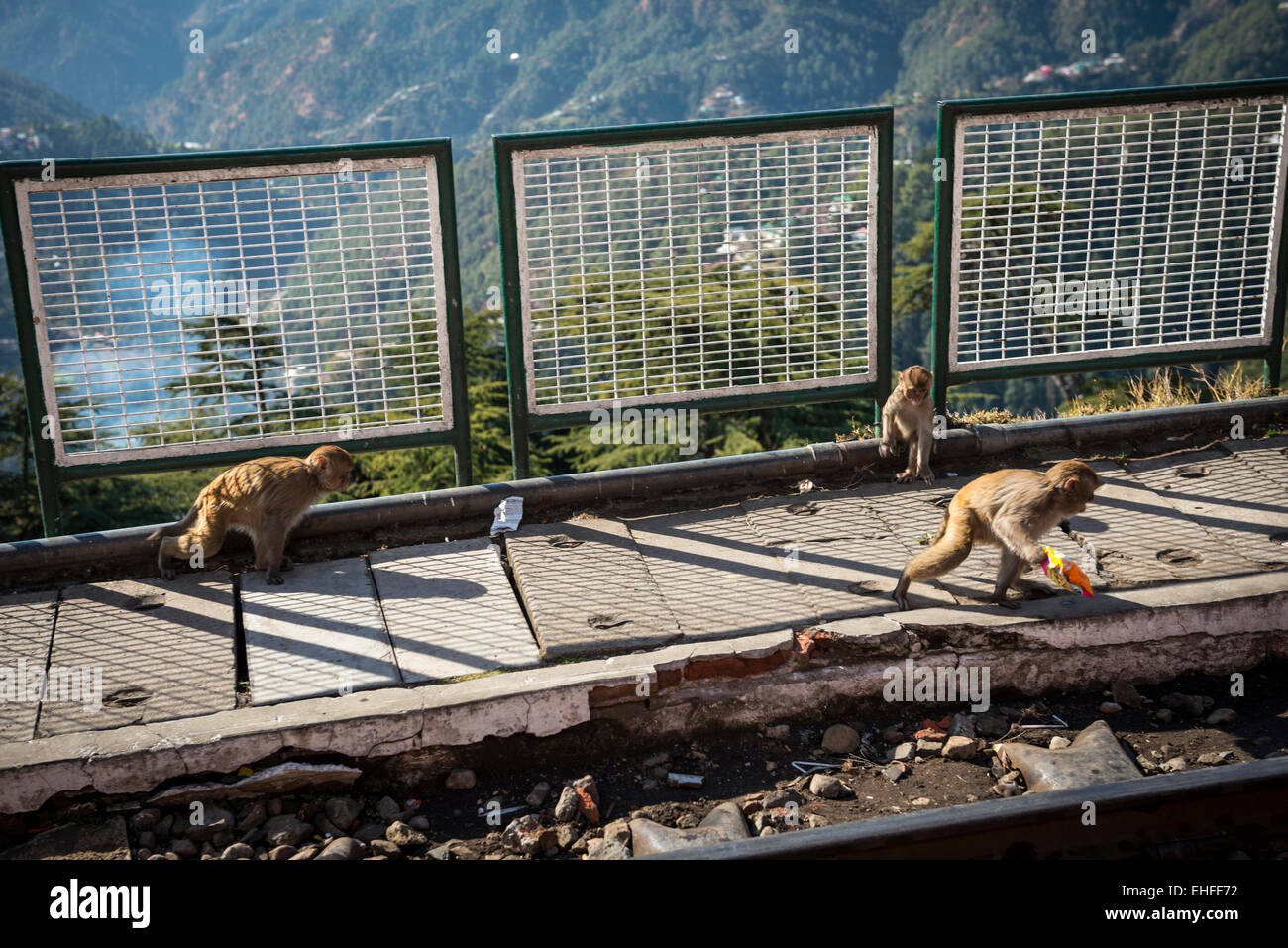 Makaken Gezanke um ausrangierte knackige Pakete am Bahnhof Shimla, Himachal Pradesh, Indien Stockfoto