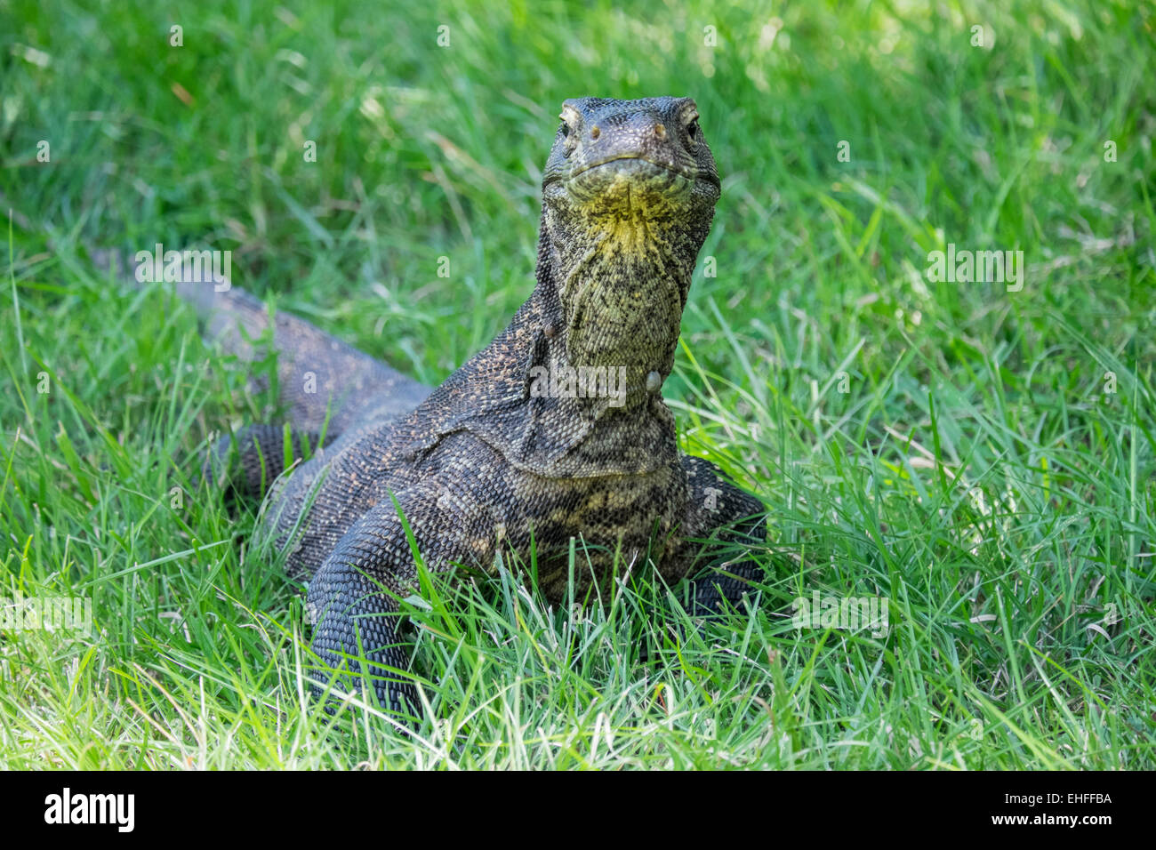 Komodo Drache stehend in den Rasen, Rinca, Indonesien Stockfoto
