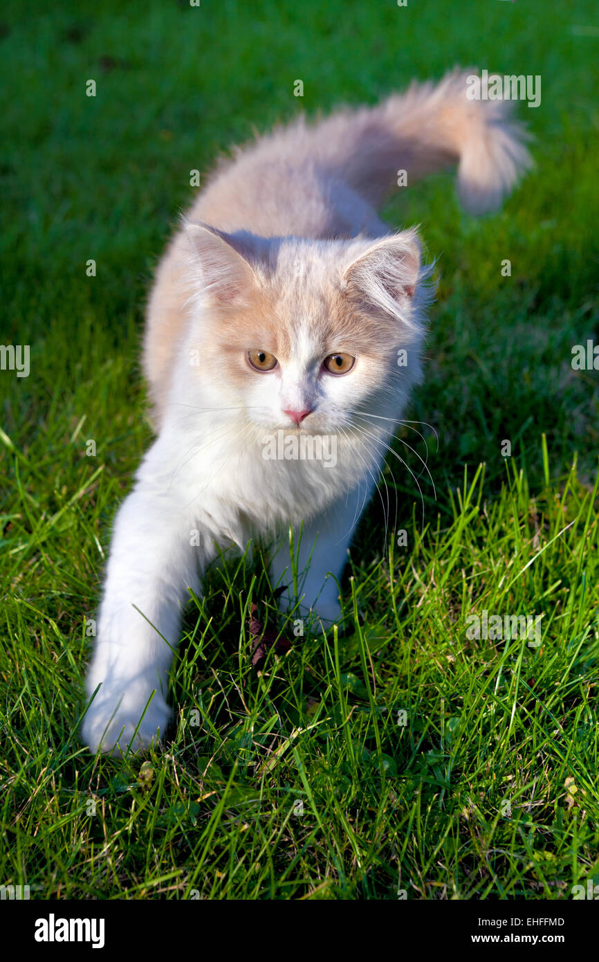 junge Kätzchen im Garten Stockfoto