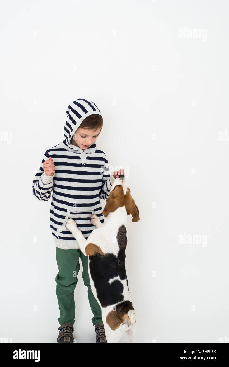 Junge Training Gehorsam gegenüber seinen Beagle Hund Stockfoto