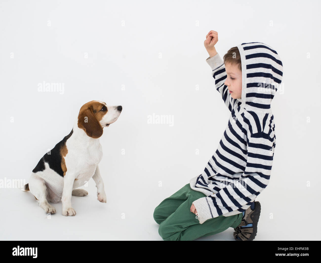 Junge Training Gehorsam gegenüber seinen Beagle Hund Stockfoto