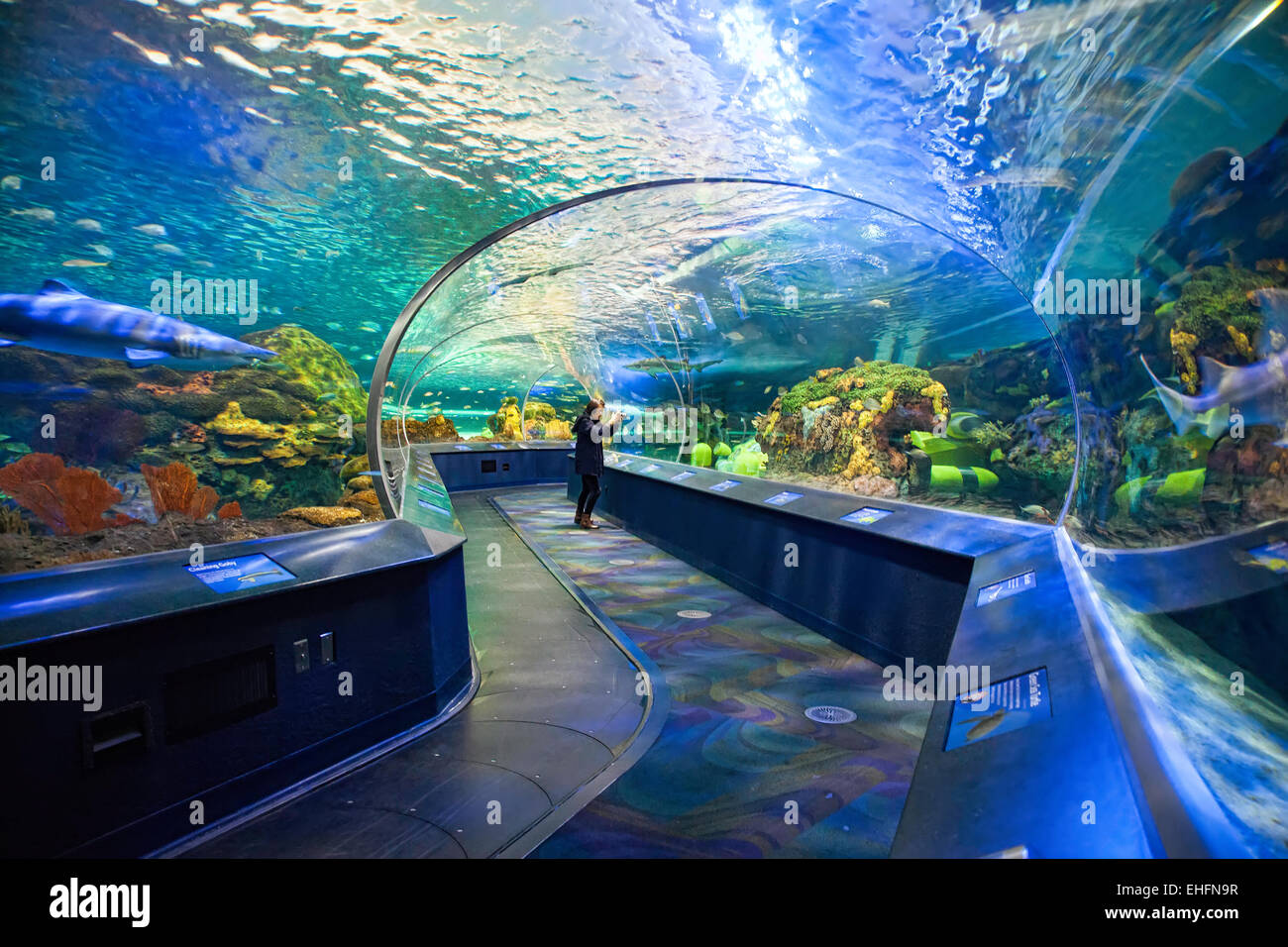Ripleys Aquarium in Toronto, Ontario.; Kanada, touristische Attraktion in der Nähe der CN Tower Stockfoto