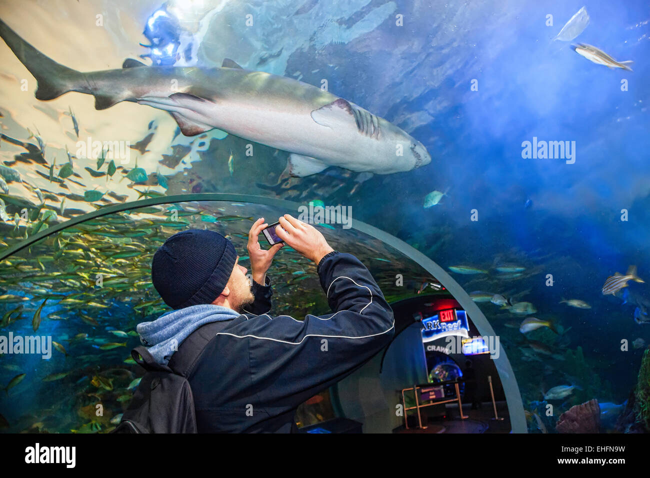 Ripleys Aquarium in Toronto, Ontario.; Kanada, touristische Attraktion in der Nähe der CN Tower Stockfoto