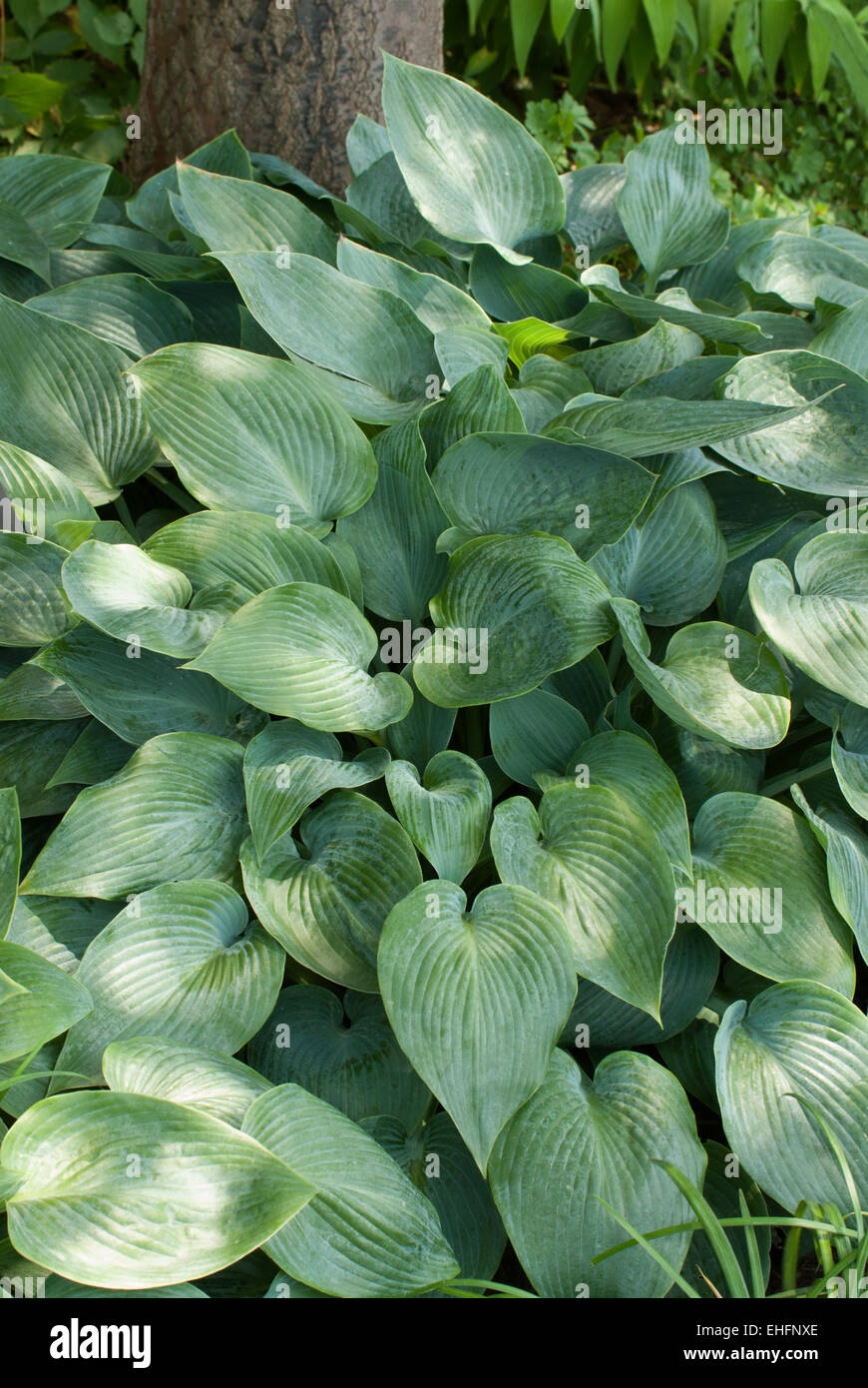 Wedgewood garten -Fotos und -Bildmaterial in hoher Auflösung – Alamy