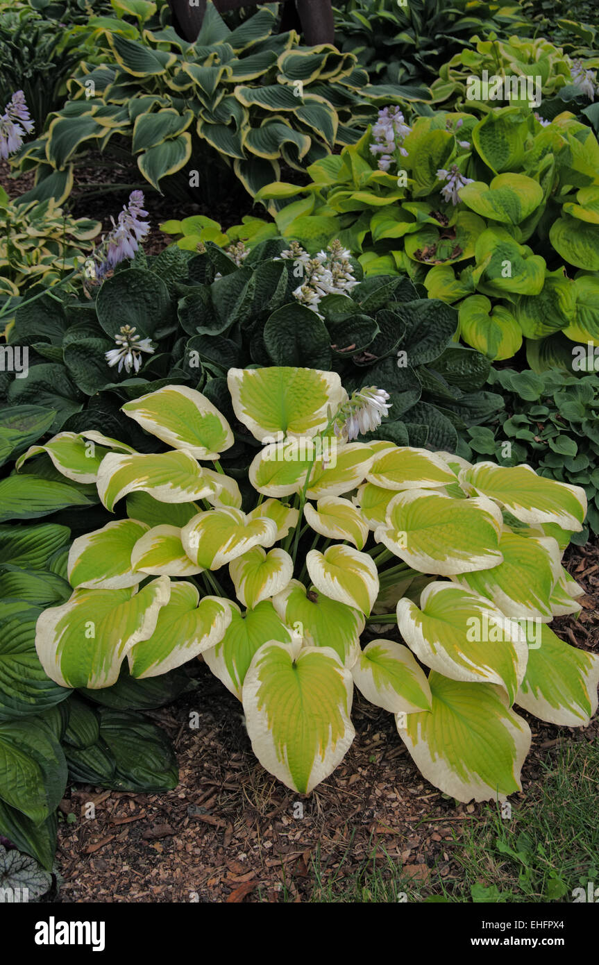 Hosta DELTA DAWN Stockfoto