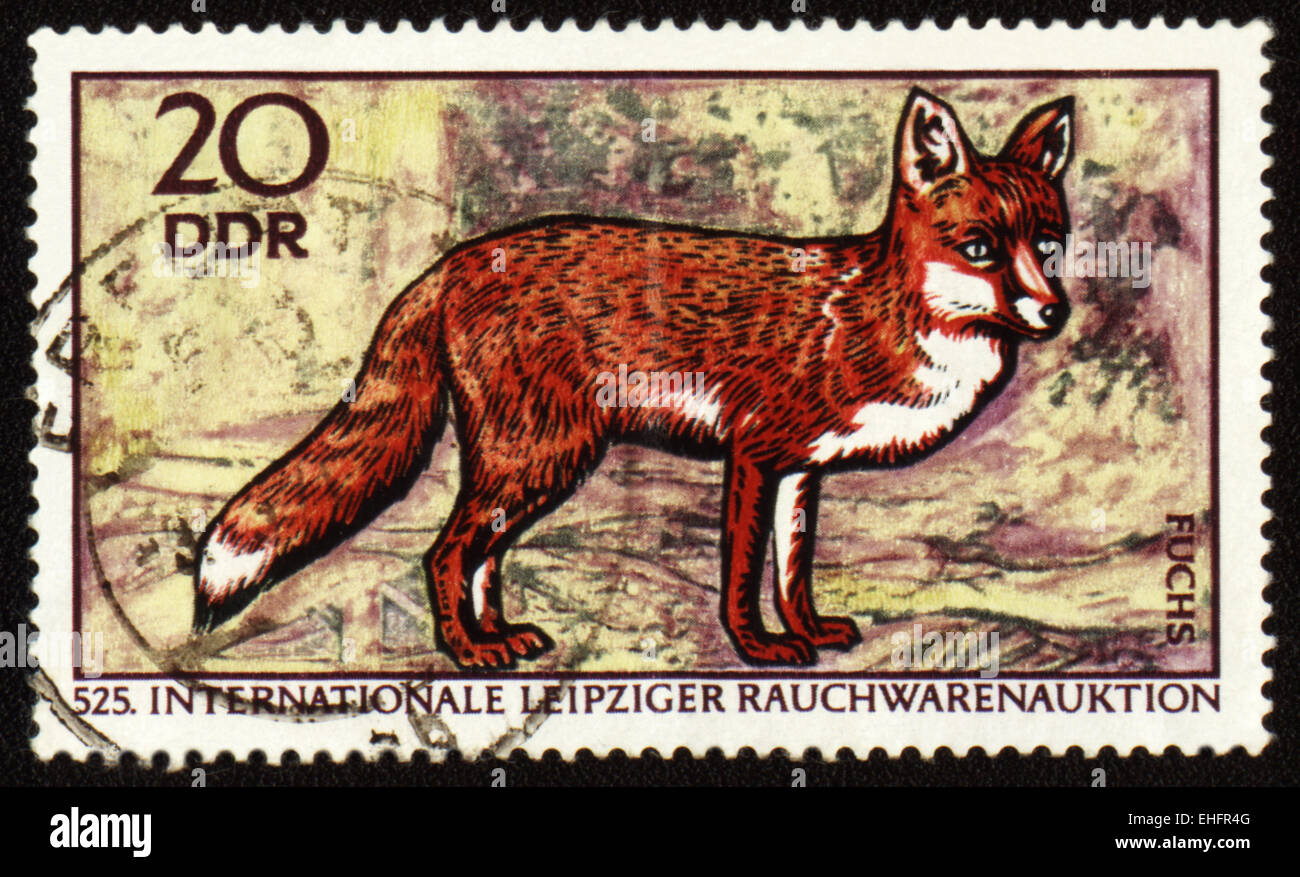 DDR - CIRCA 1970: Briefmarke gedruckt in DDR (Ostdeutschland) zeigt Red fox Stockfoto