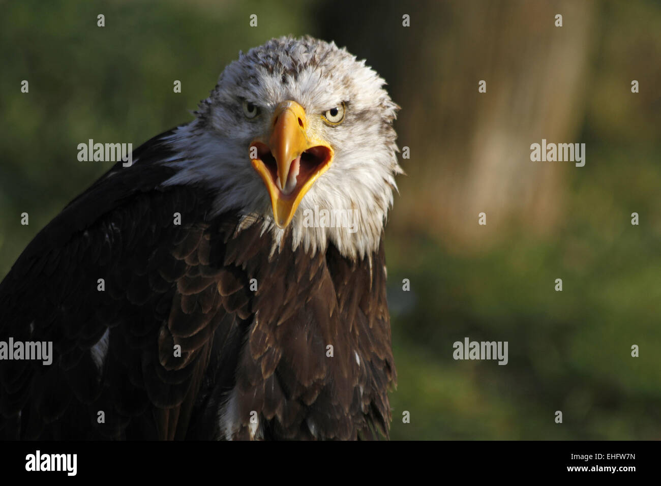 American eagle Stockfoto