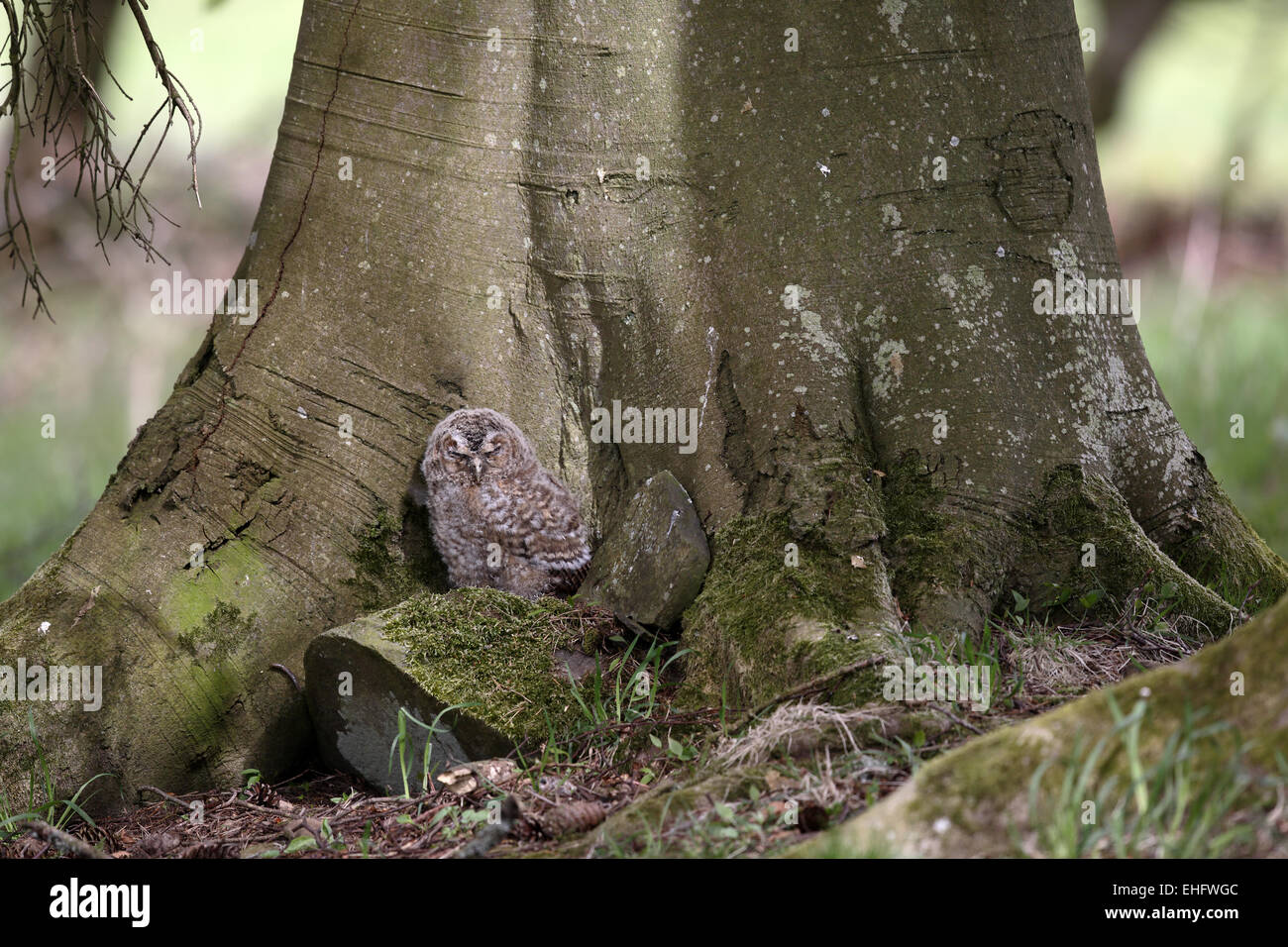 Tawny Owlet, Strix Aluco, jung bergende Baumstamm Stockfoto